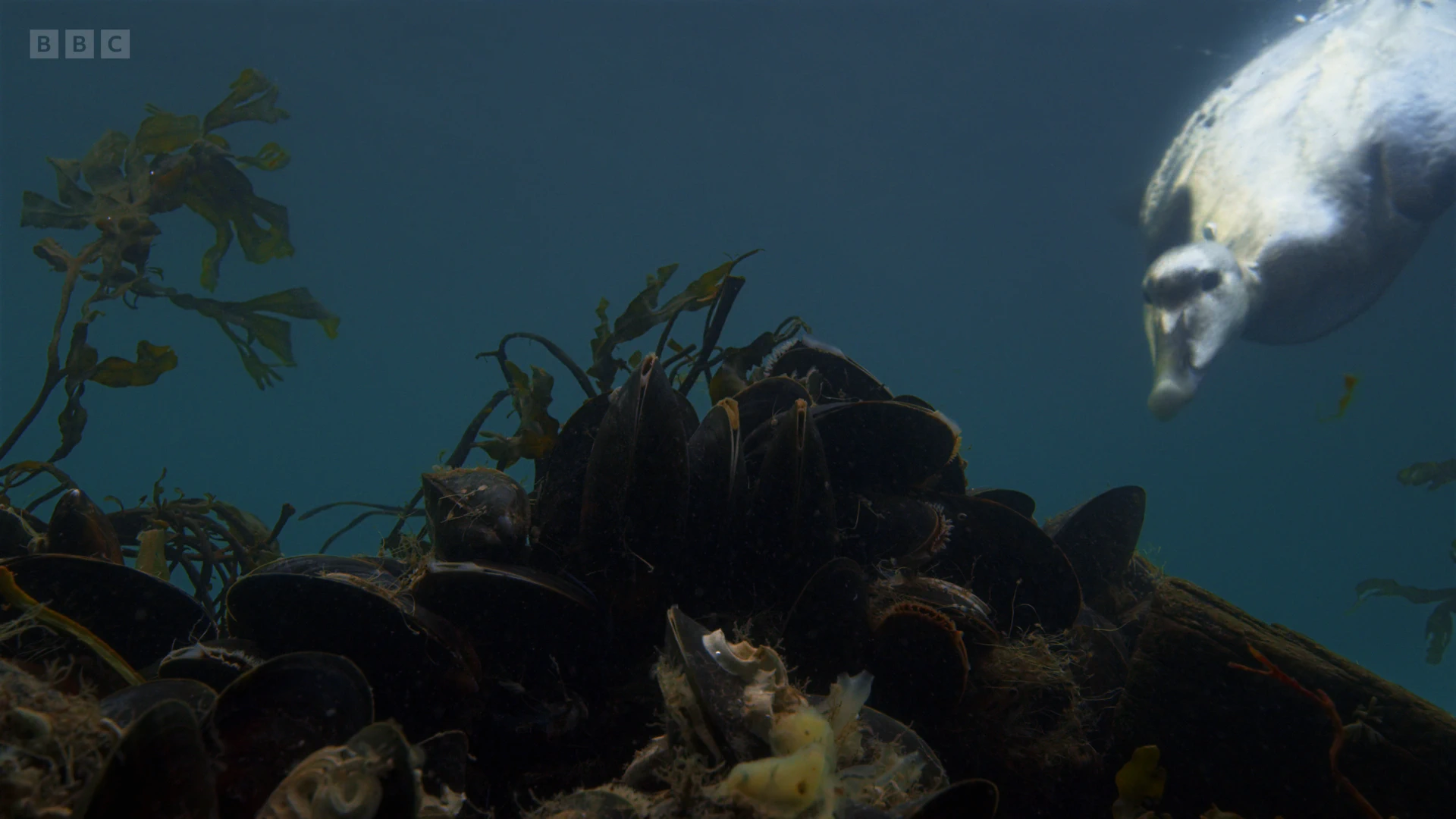 Blue mussel (Mytilus edulis) as shown in A Perfect Planet - Oceans